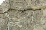 Ordovician Trilobite Mortality Plate - Tafraoute, Morocco #267367-2